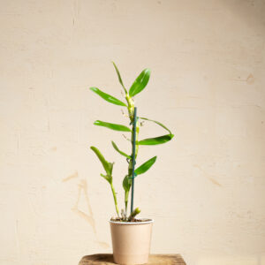 Dendrobium Apollon (P12 H50)