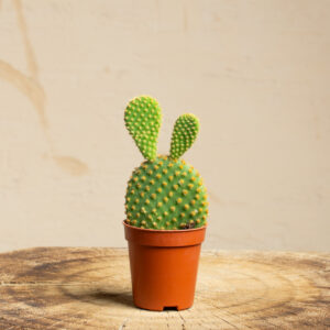 Cactus mixed P(5.5) H(25) OPUNTIA