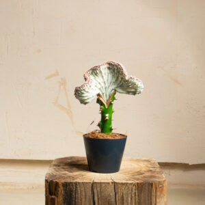 Euphorbia lactea Cristata (P12 H30)