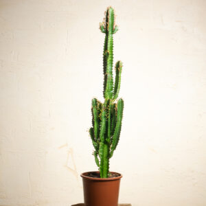 Cactus Desert mixed P(17) H(75)